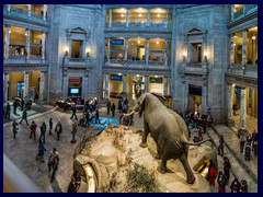 Museum_of_Natural_History_rotunda
